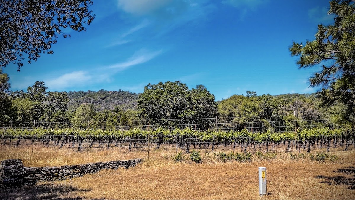 Silver Fox Vineyards