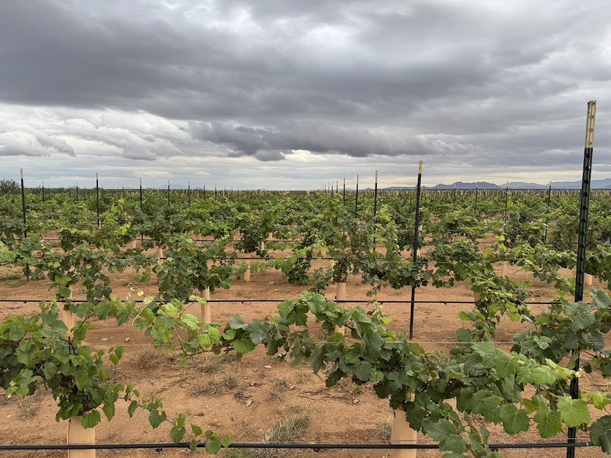 Skyhaven Wines