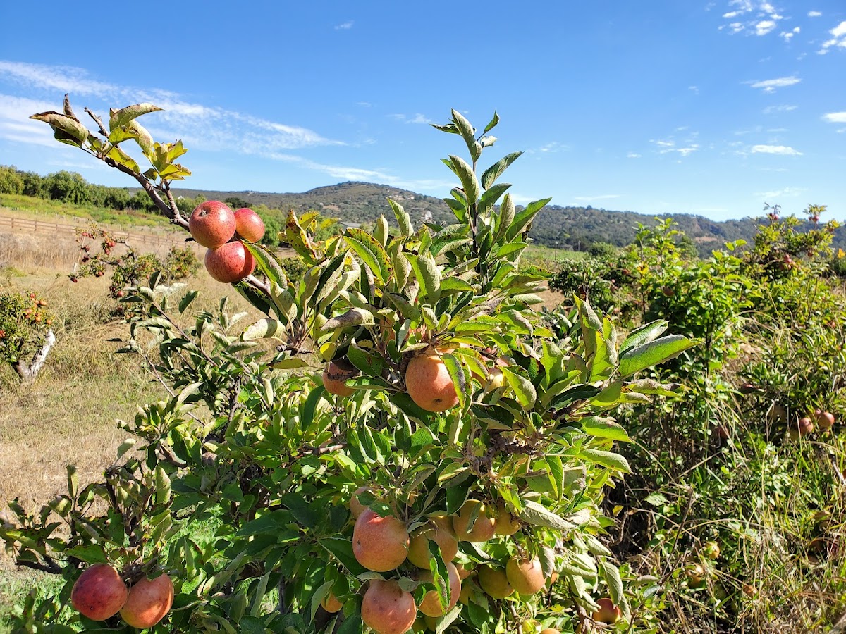 SLO Creek Farms
