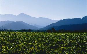 Staete Landt Vineyard