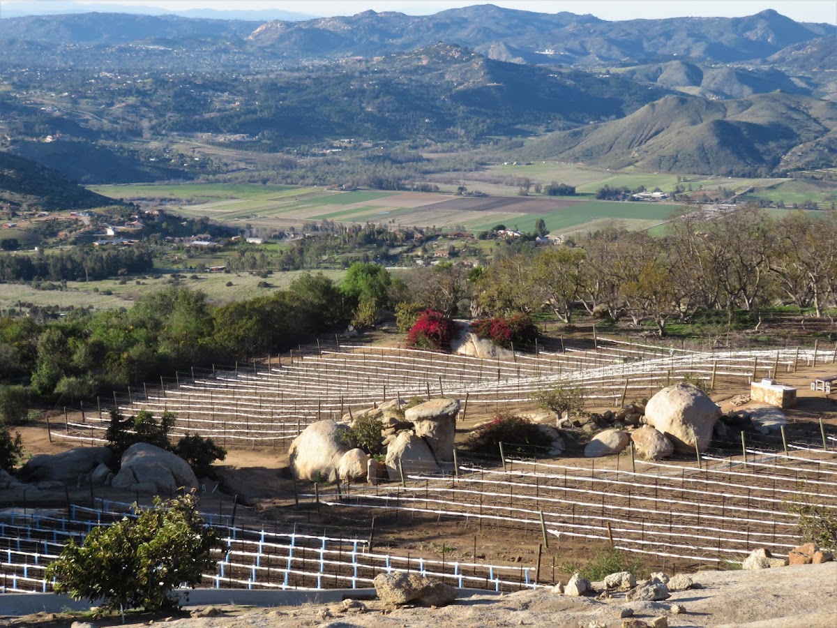 STARVATION MOUNTAIN VINEYARDS, LLC