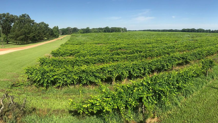Still Pond Vineyard