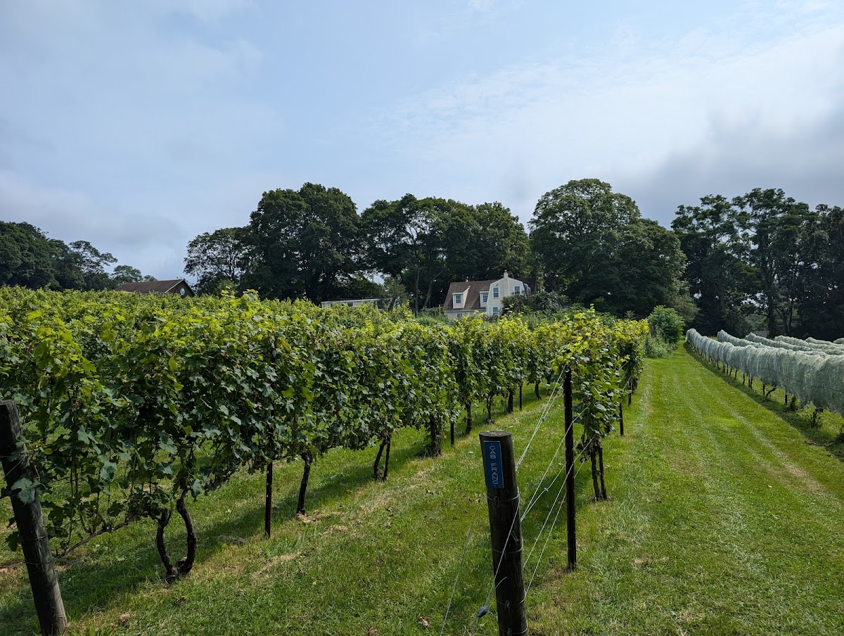 Sunset Hill Vineyard