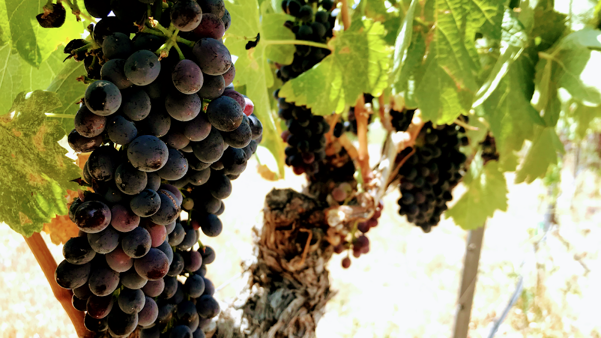 Sycamore Canyon Winery