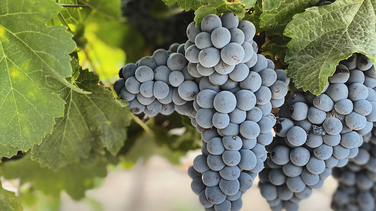 TACKITT FAMILY VINEYARDS