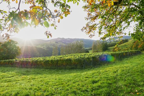 Takamatua Valley Vineyards