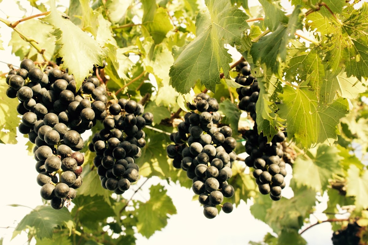 Talon Winery