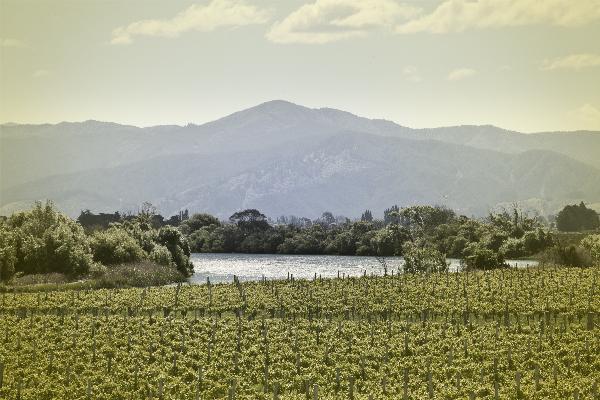 Te Pa Wines