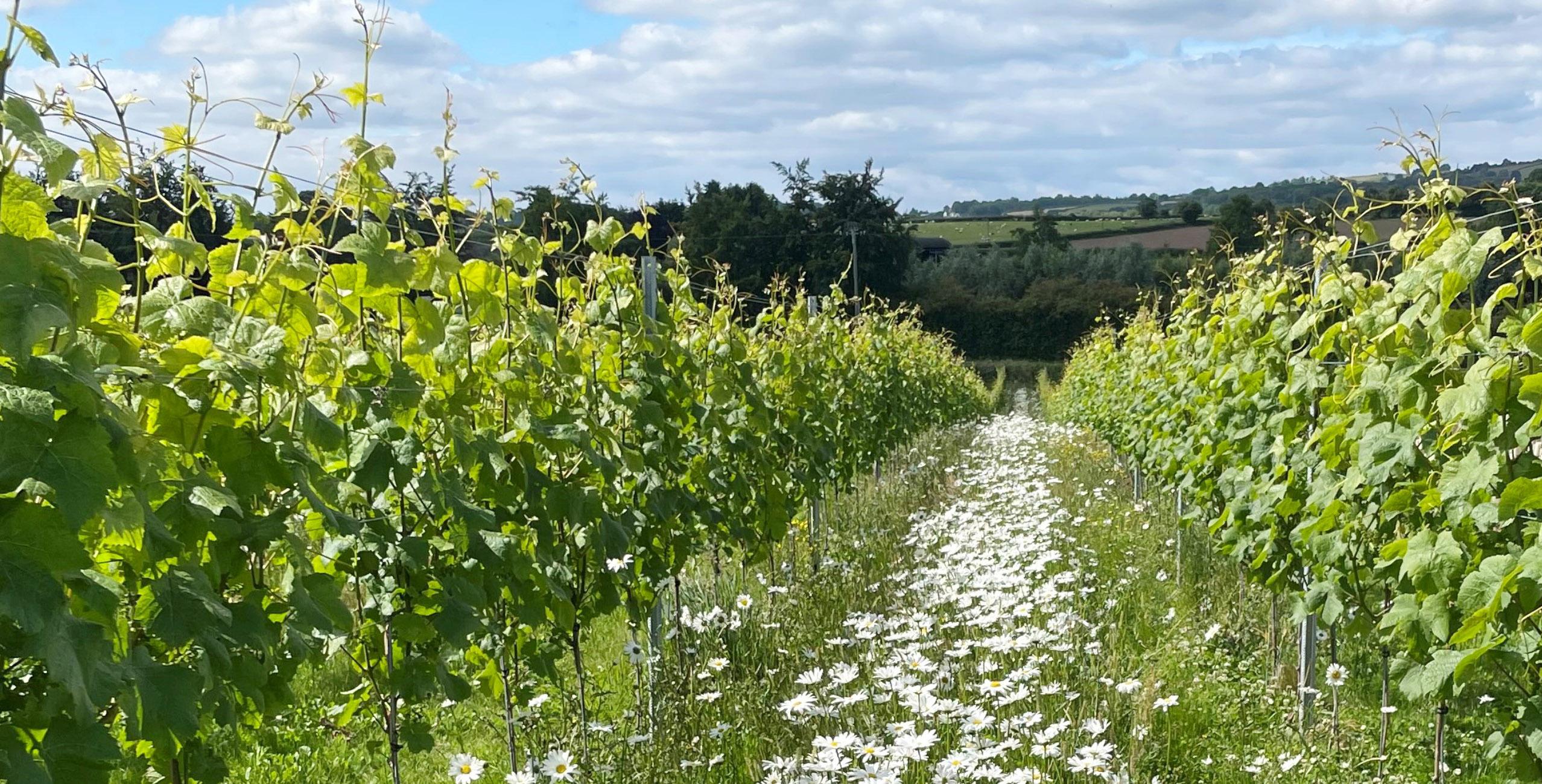 The Dell Vineyard