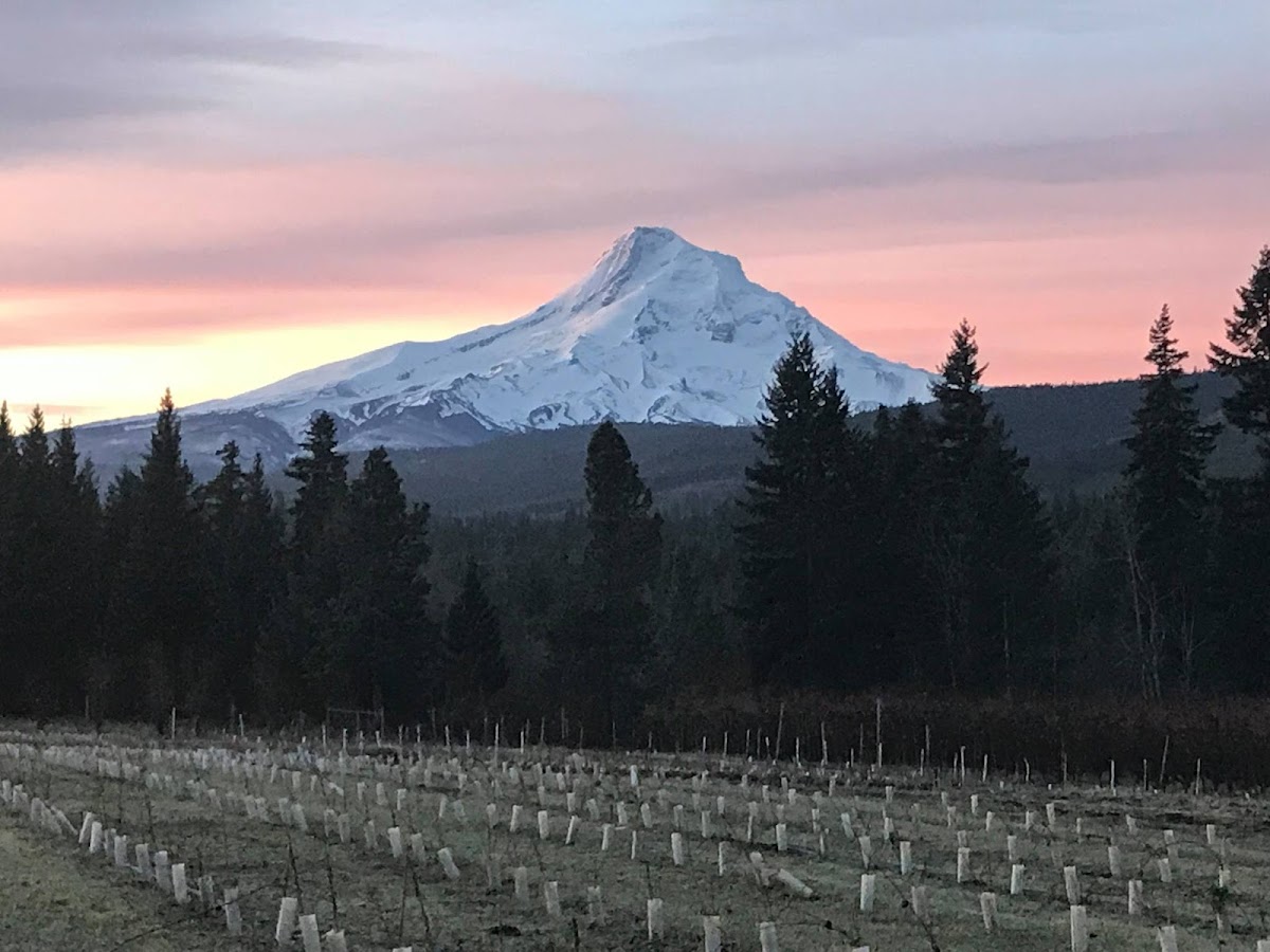 The Grateful Vineyard