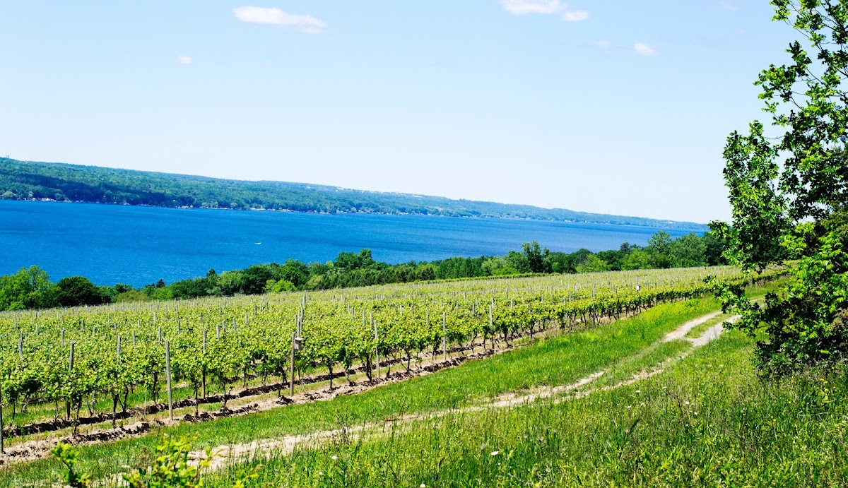 THE HECTOR WINE COMPANY