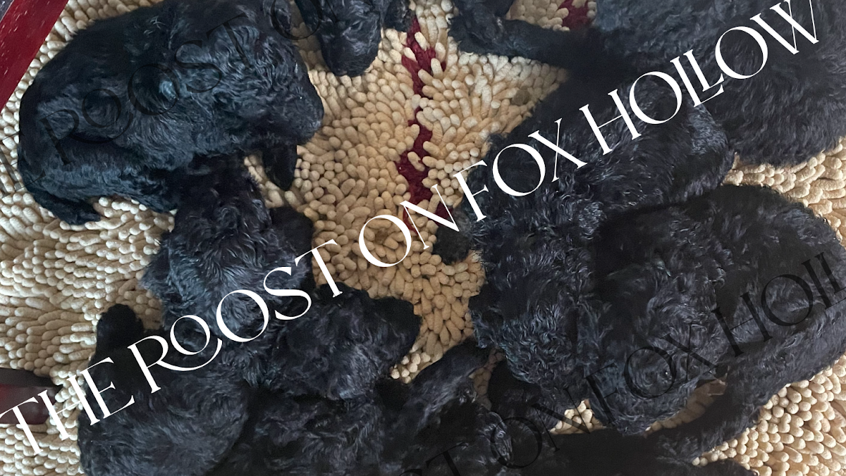 The Roost on Fox Hollow