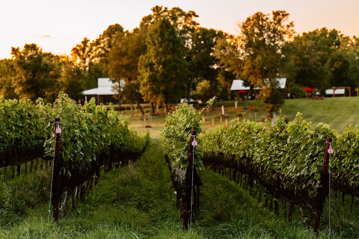 The Vineyards at Dodon, LLC