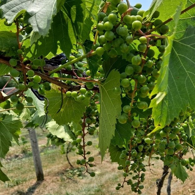 Totem Pole Winery