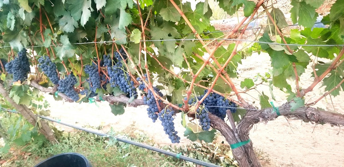 Tranquil Heart Vineyard and Winery