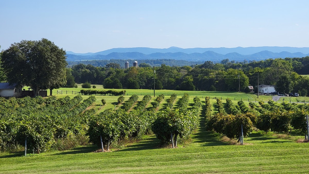 Tsali Notch Vineyard