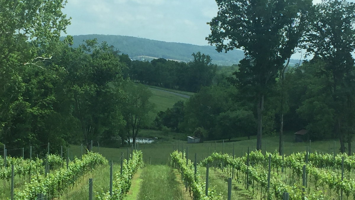 Loudoun Heights Wine Trail, Bozwines, or Bozzo Family Vineyards