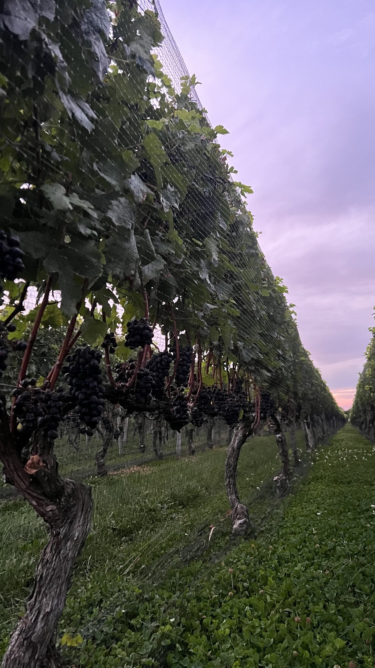 THEO Vineyard