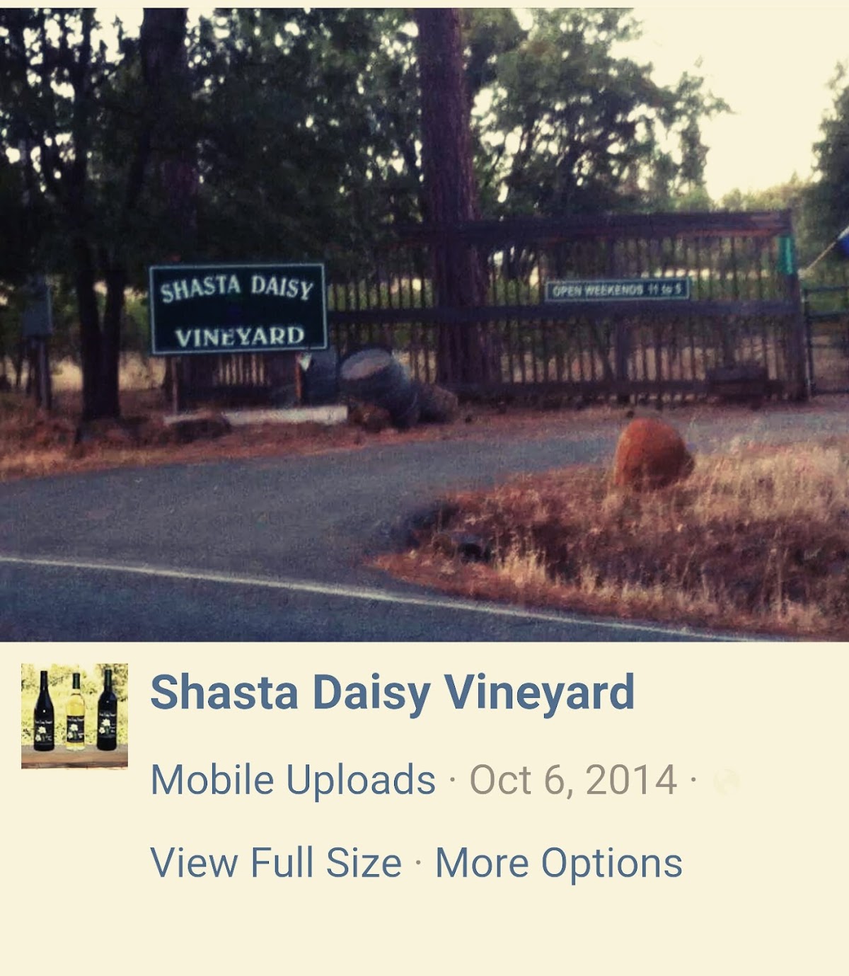 SHASTA DAISY VINEYARD