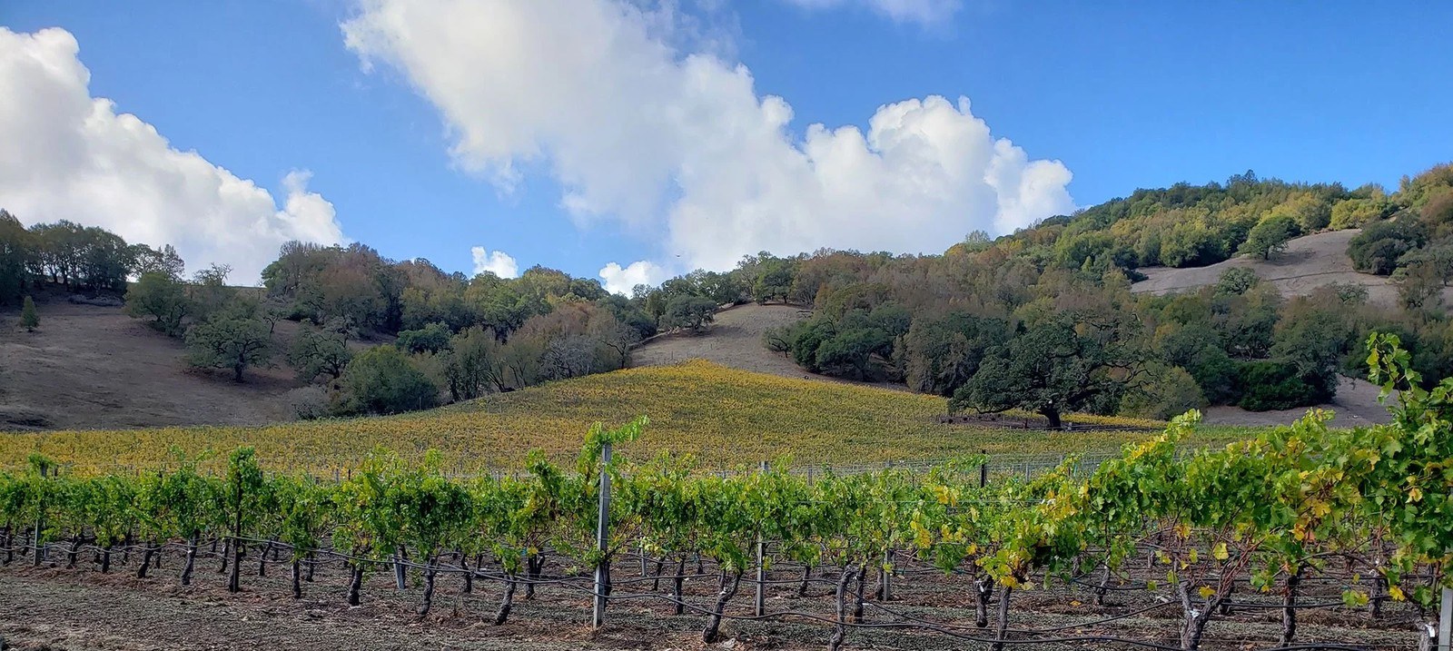 Kendric Vineyards