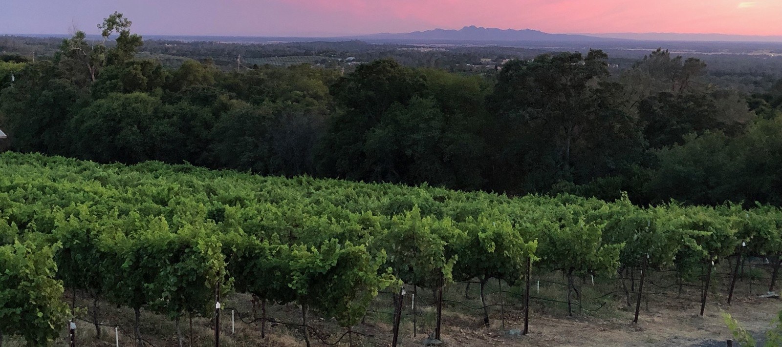 Grey Fox Vineyards