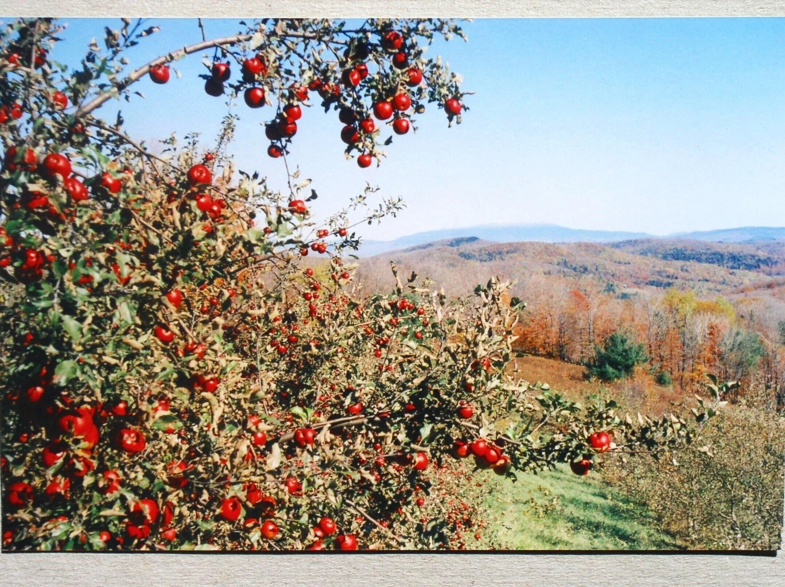 Flag Hill Farm