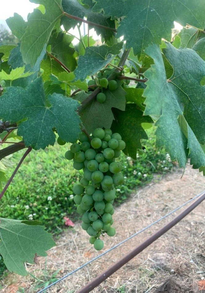 Sawyer Springs Vineyard