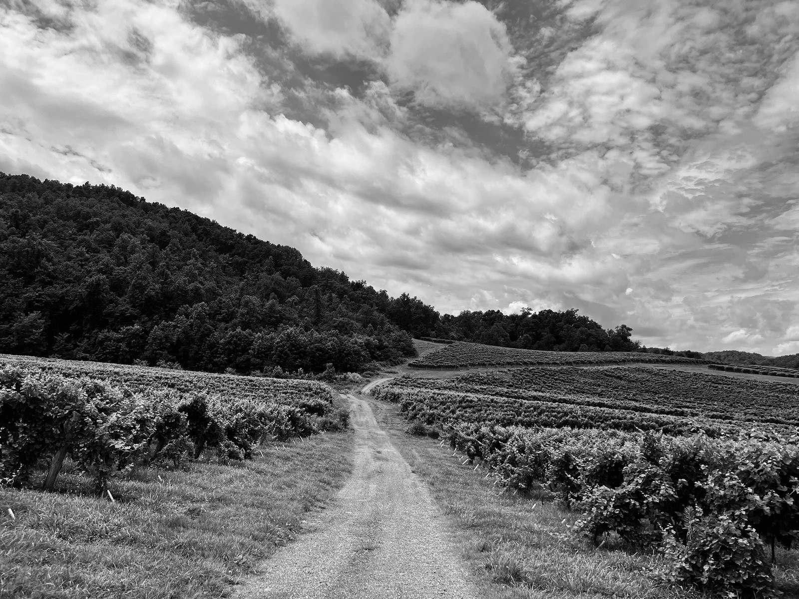 Present Company Wine LLC