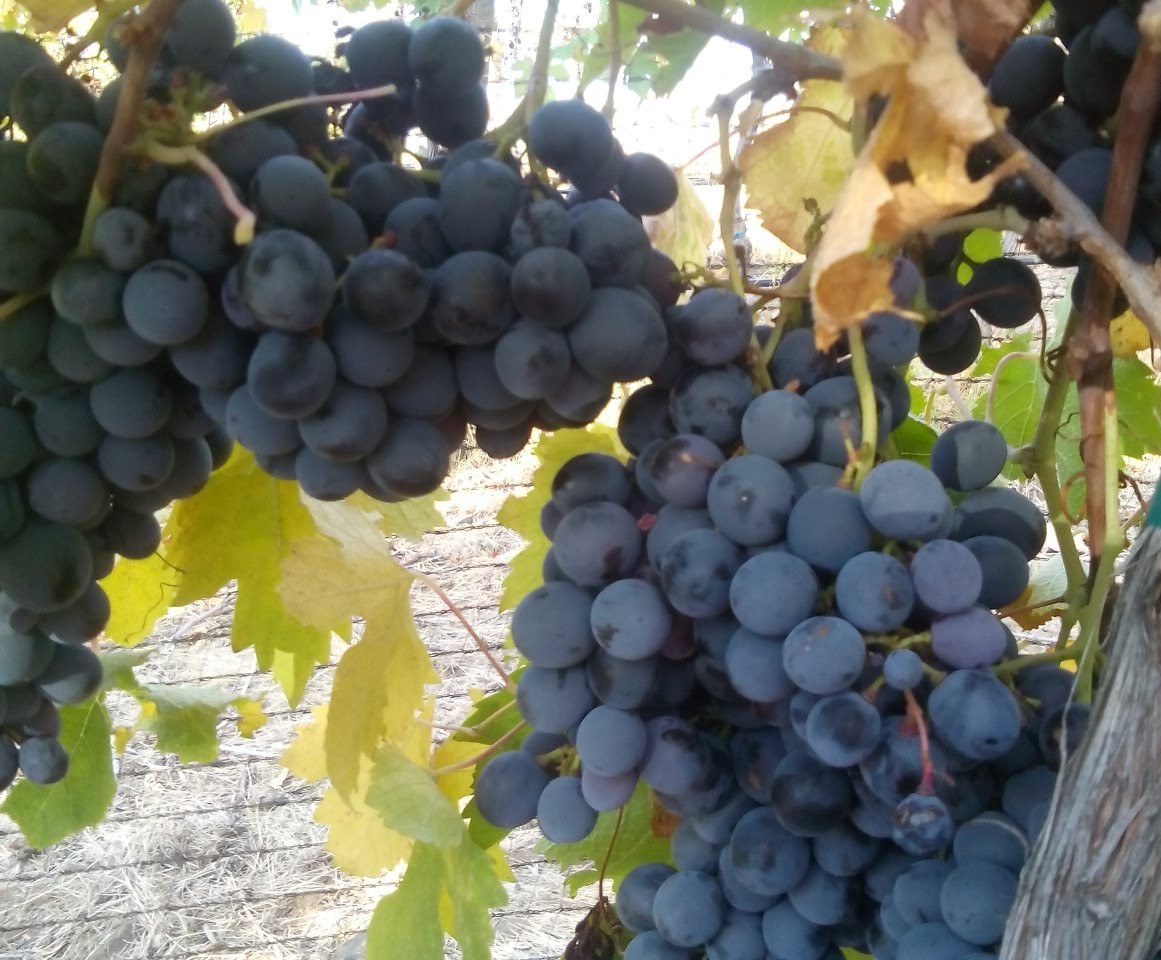 Via Cangiamilla Vineyards