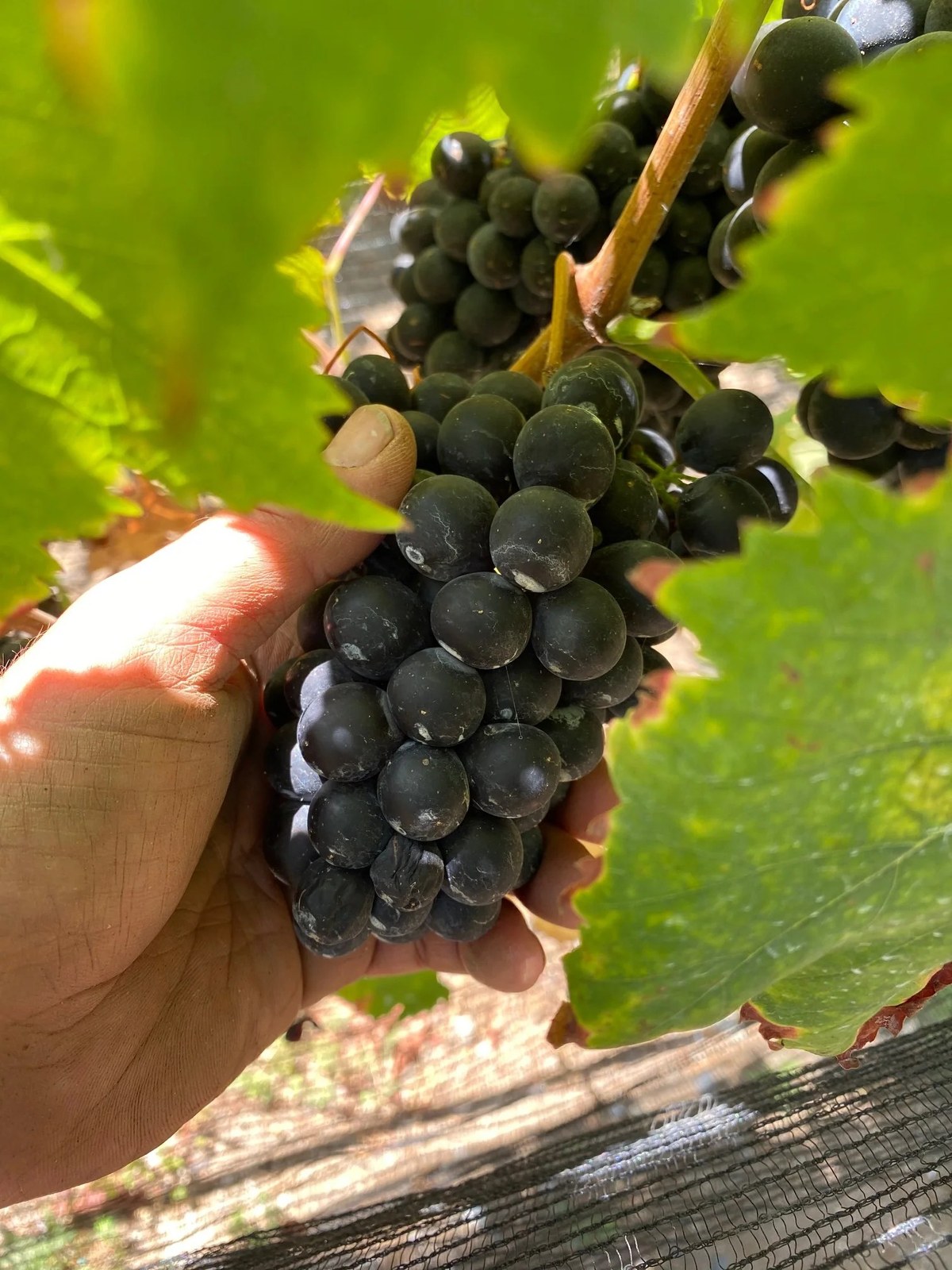 Hueftle Farms Vineyard