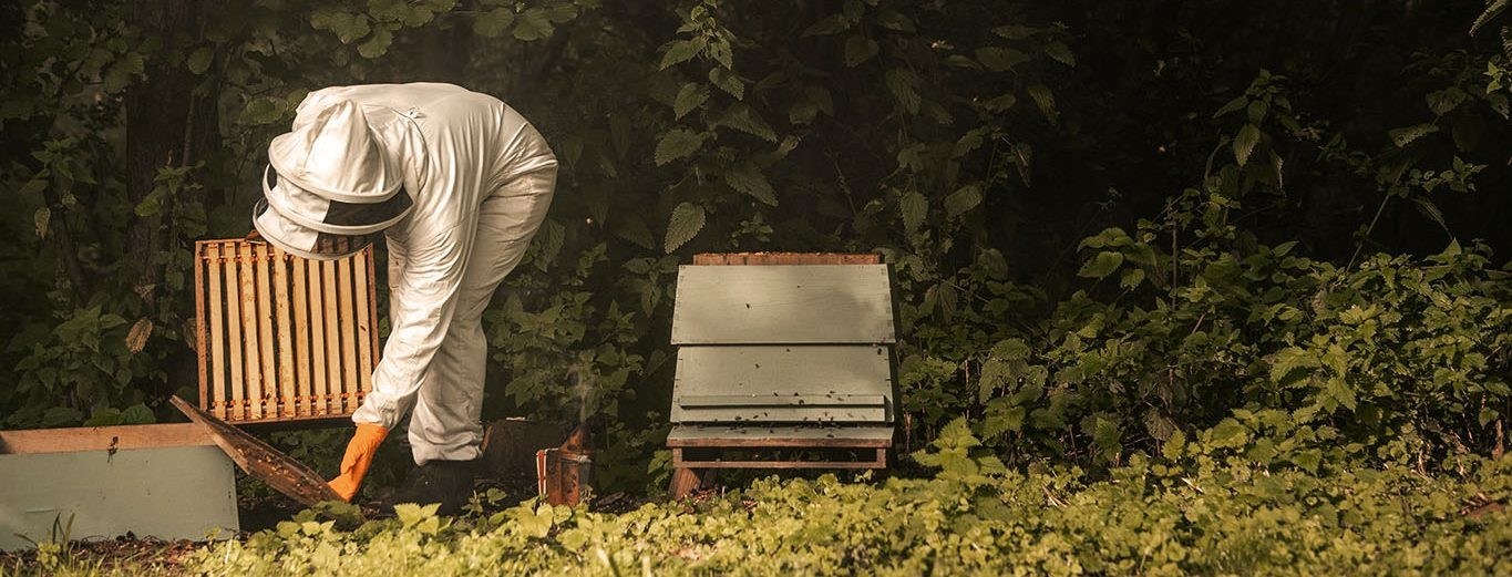 Revolution Bees LLC
