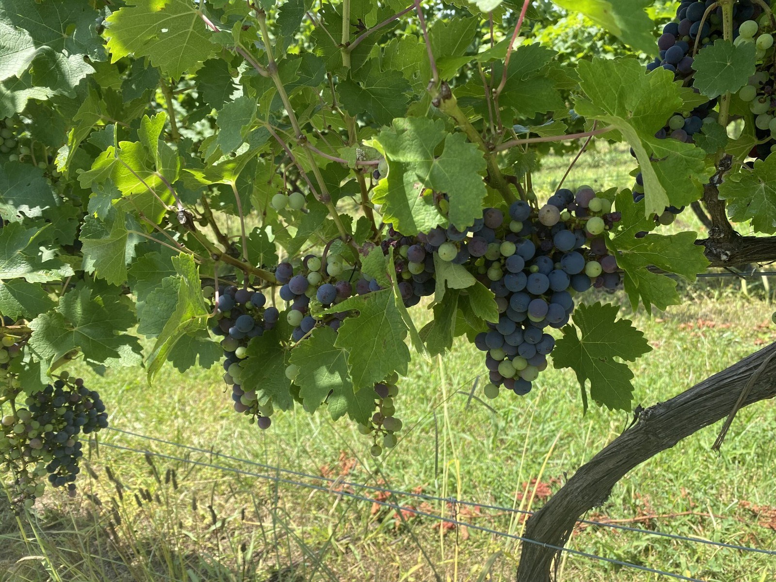 Cincinnatus Vineyards