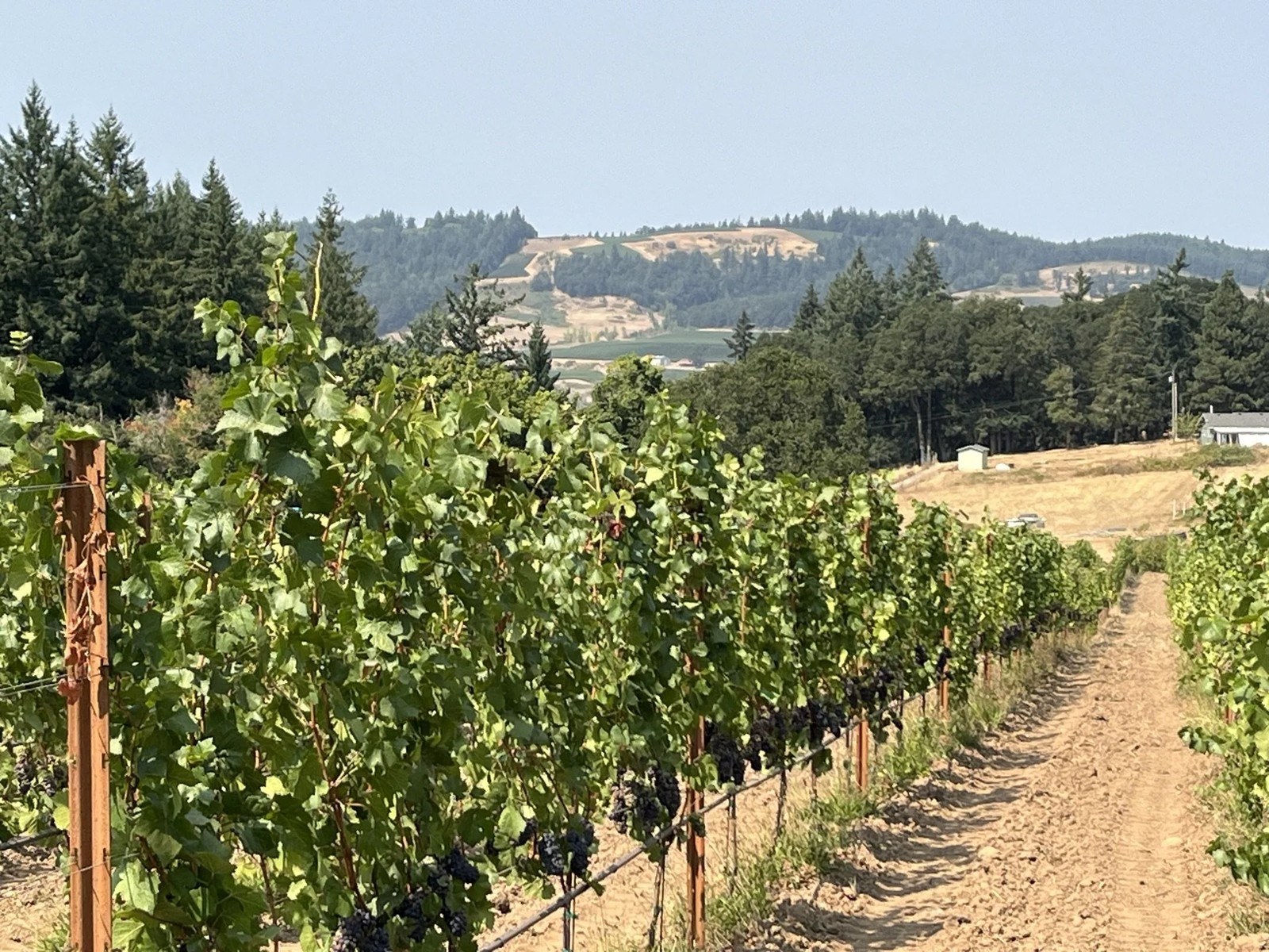 Newell Vineyards