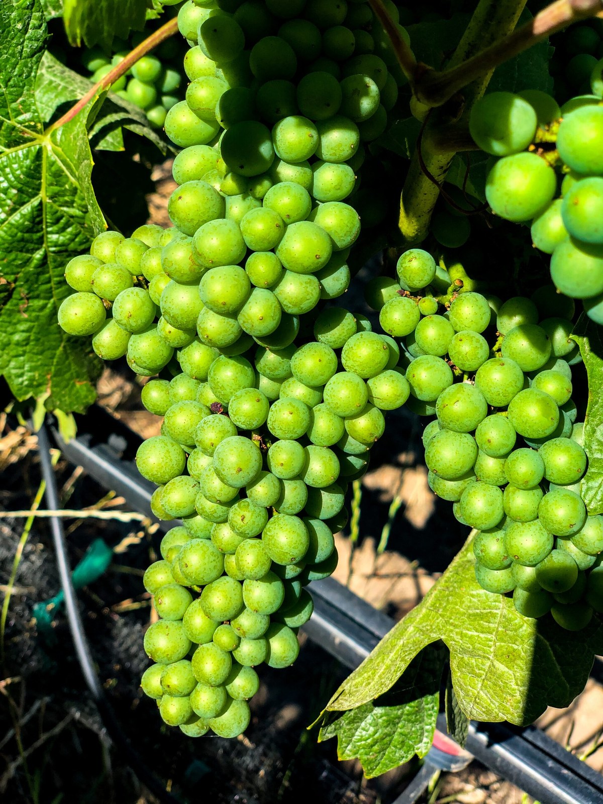 Rancho Coyote Vineyards & Winery