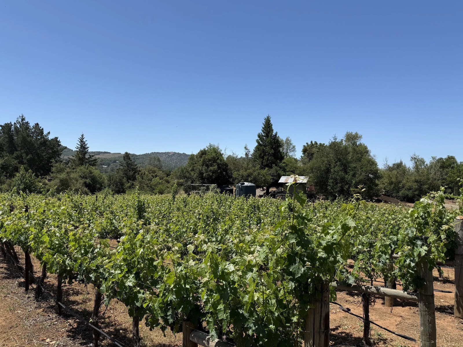 Nectar of the Dogs Wine, LLC