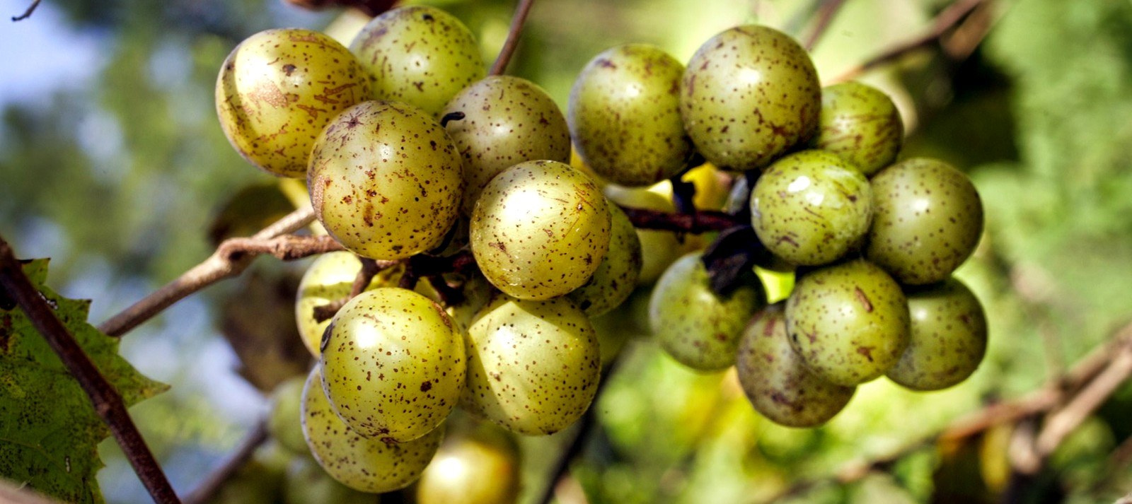 Perdido Vineyards of Georgia, Inc.