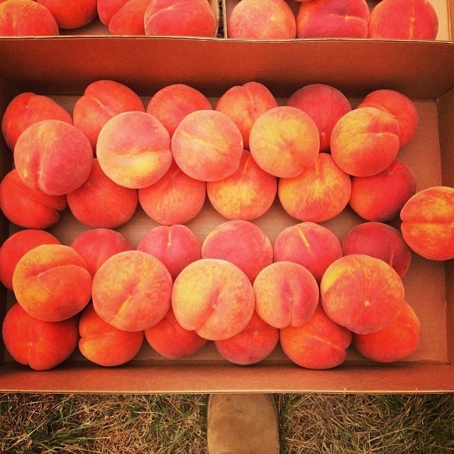 Grossen Peaches LLC