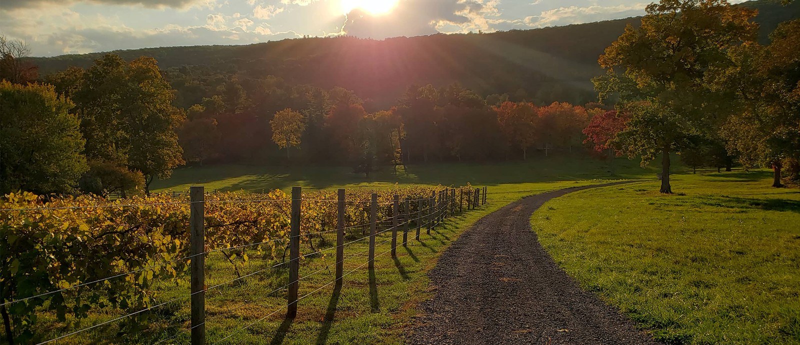 Cherry Brook Farm & Vineyard