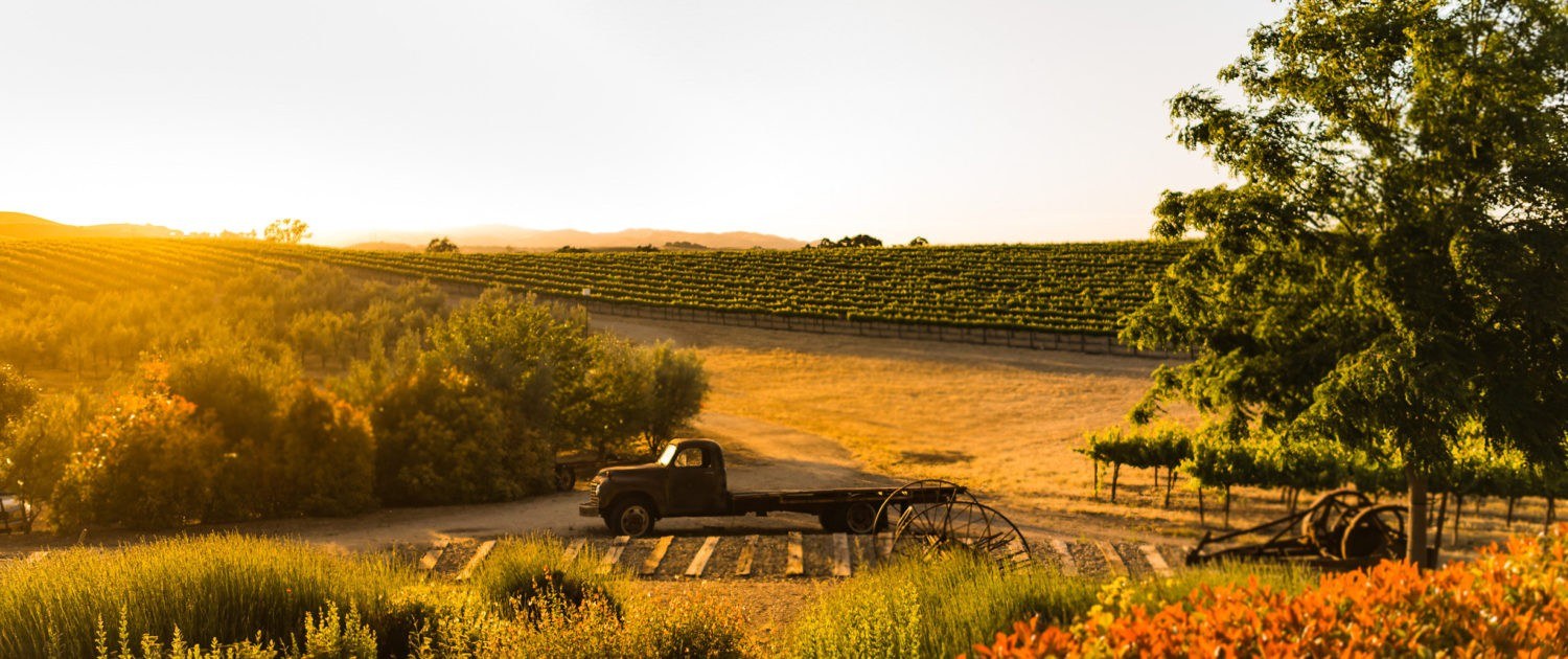 Pomar Junction Vineyard