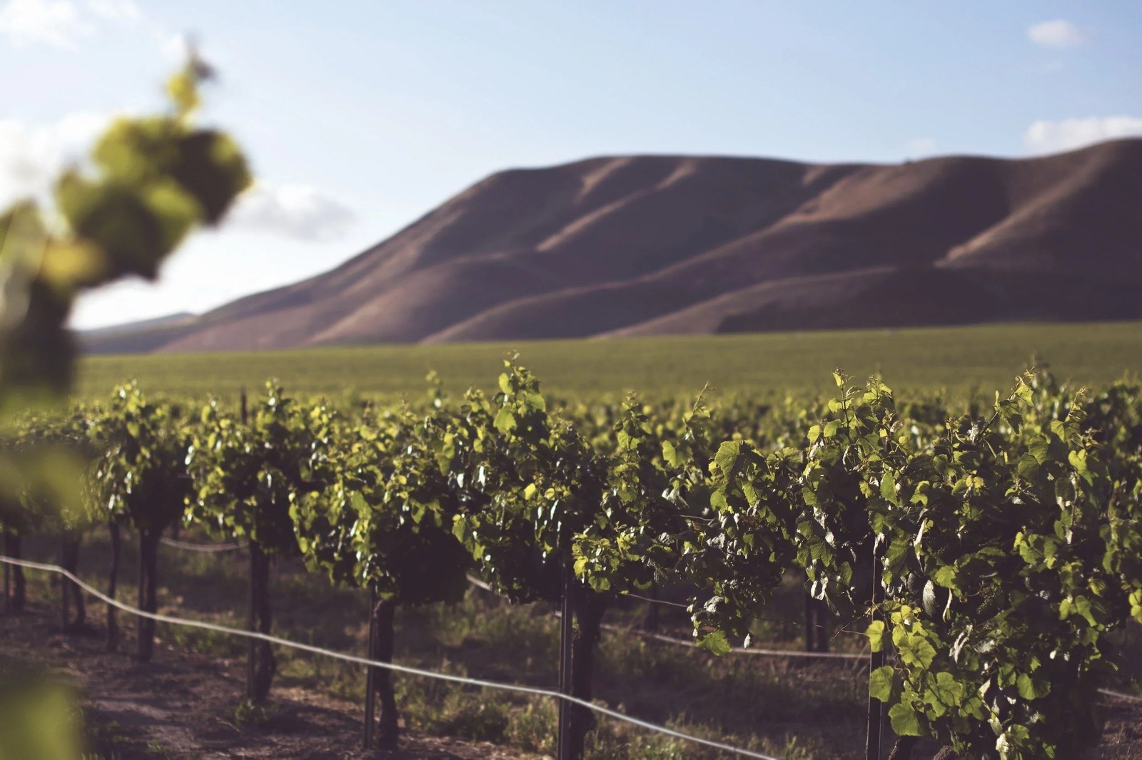 Shirah Wine Co.