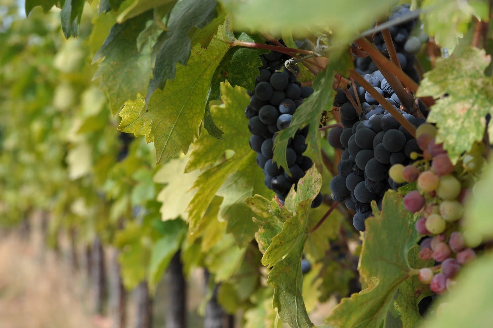 Alger Winery