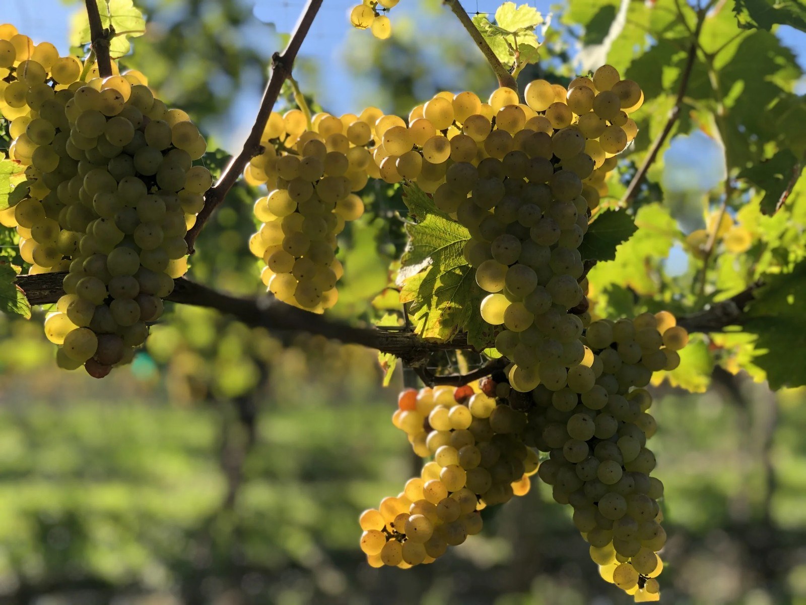 Chester Gap Cellars