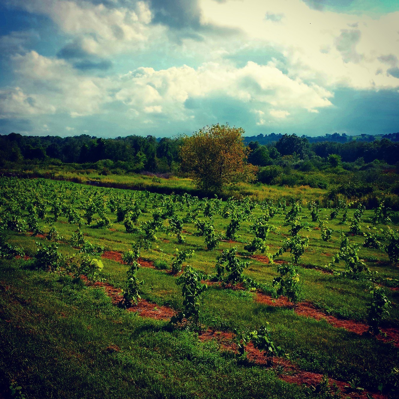 Arrowhead Acres, LLC