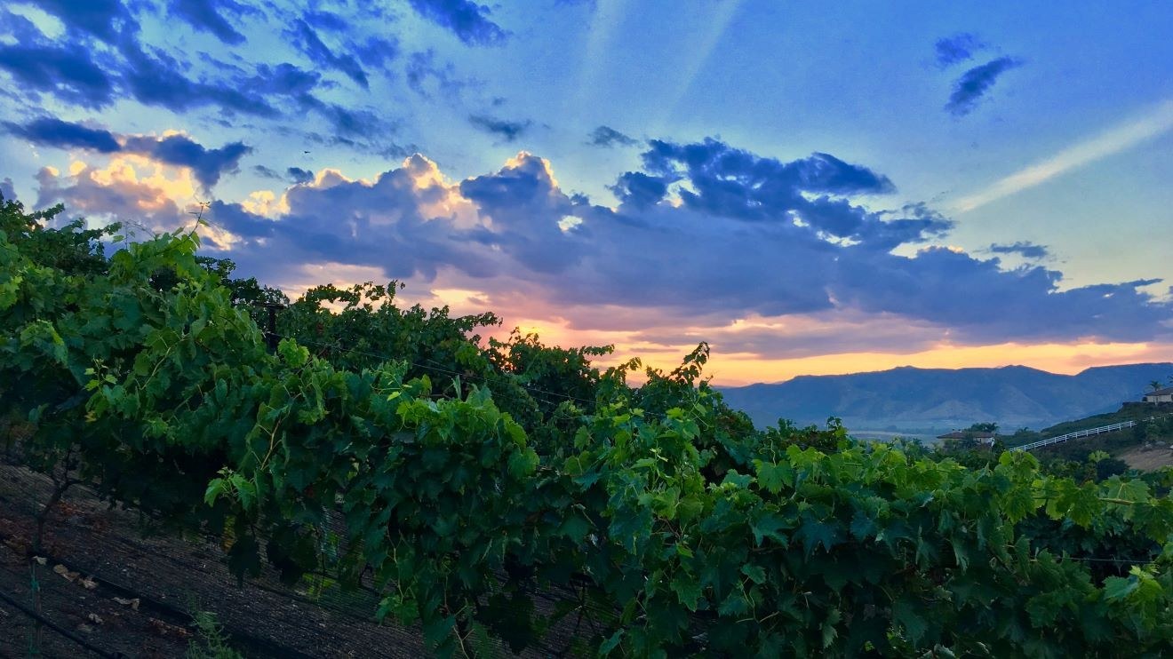 Hungry Hawk Vineyards