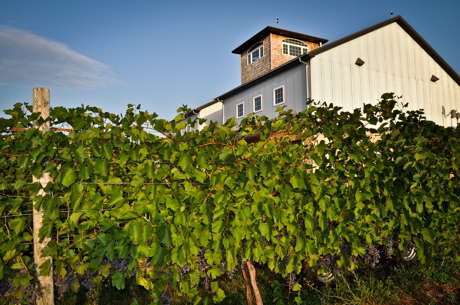 Glacial Till Vineyard