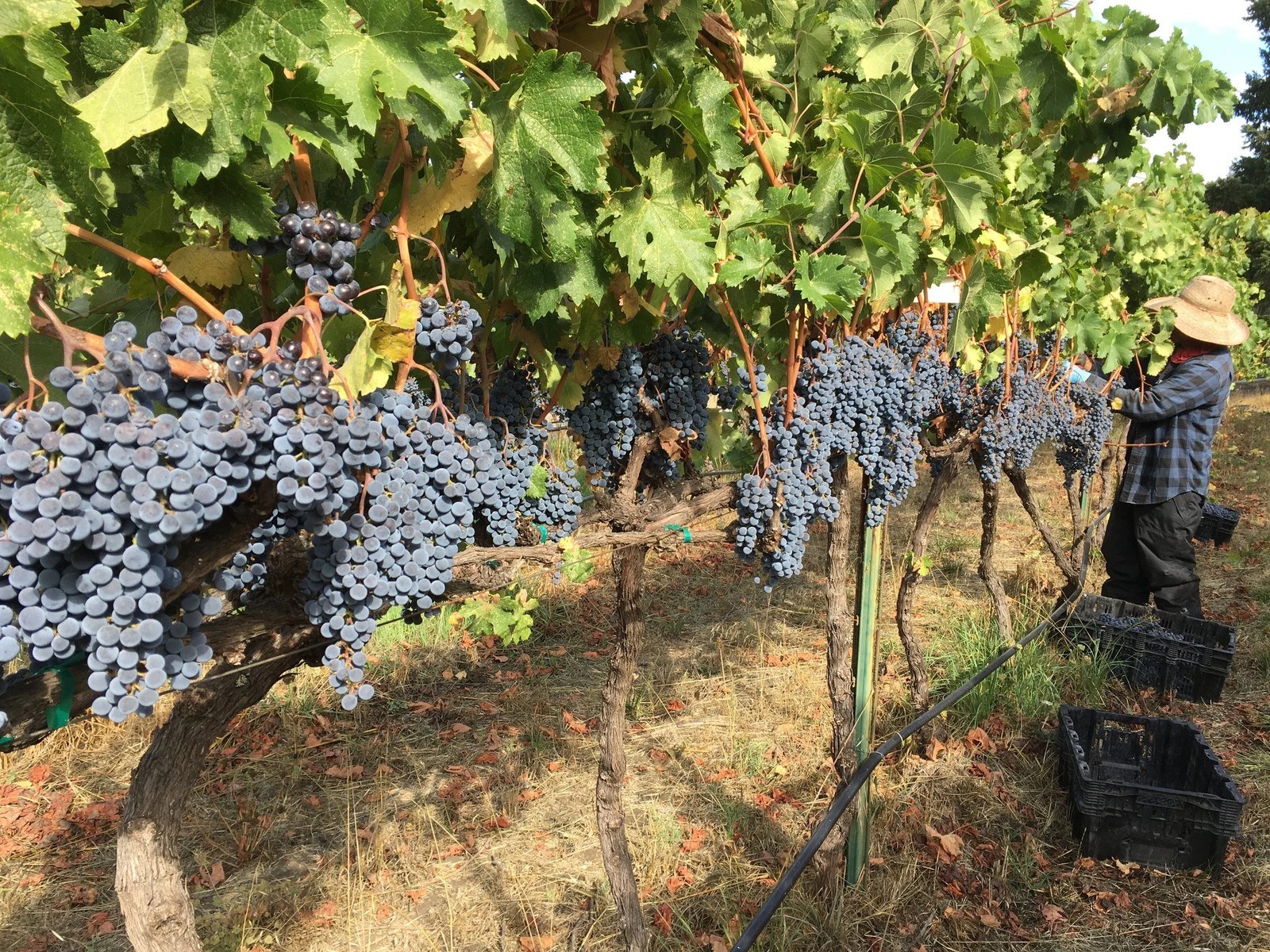 Trinity River Vineyards