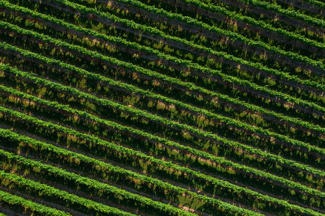 Whiskey Hill Winery LLC