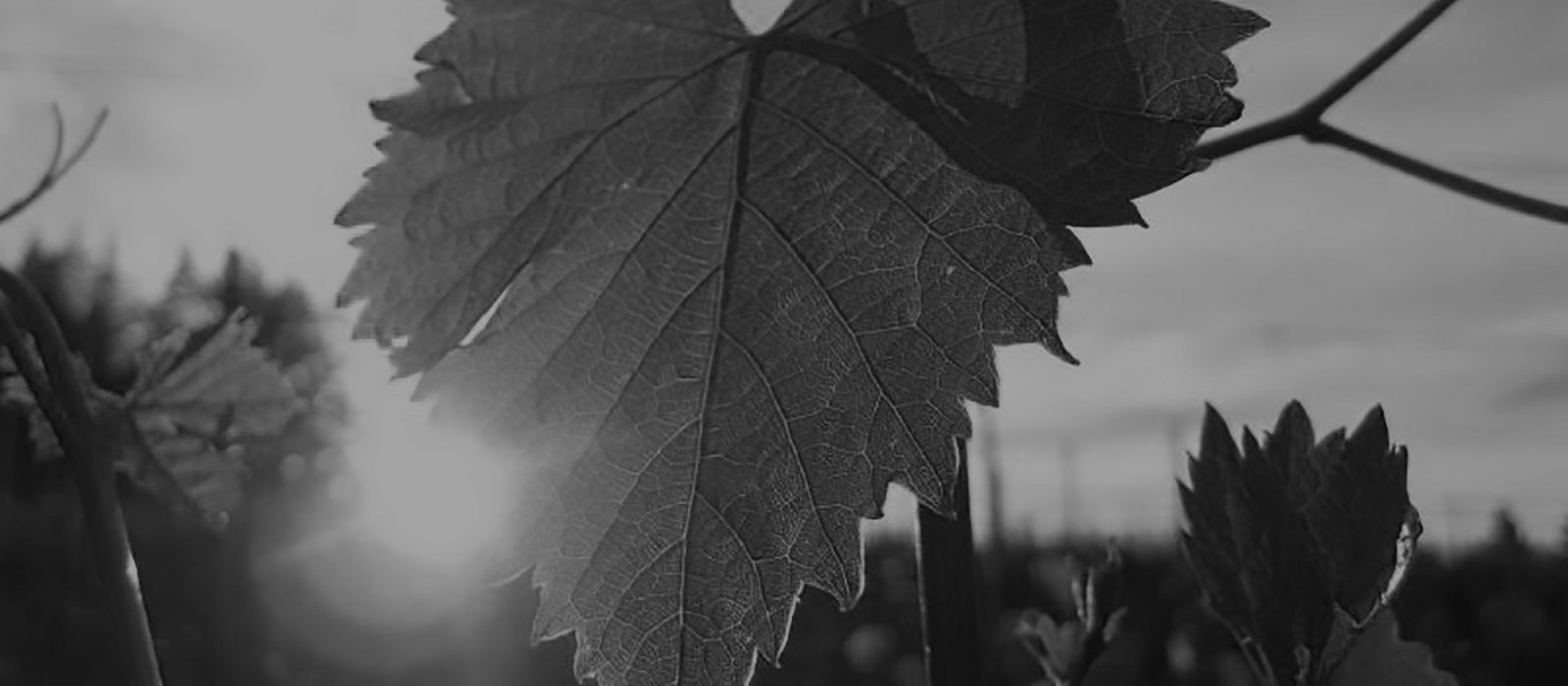 Petrichor