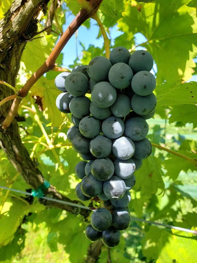 Das Weinhaus LLC