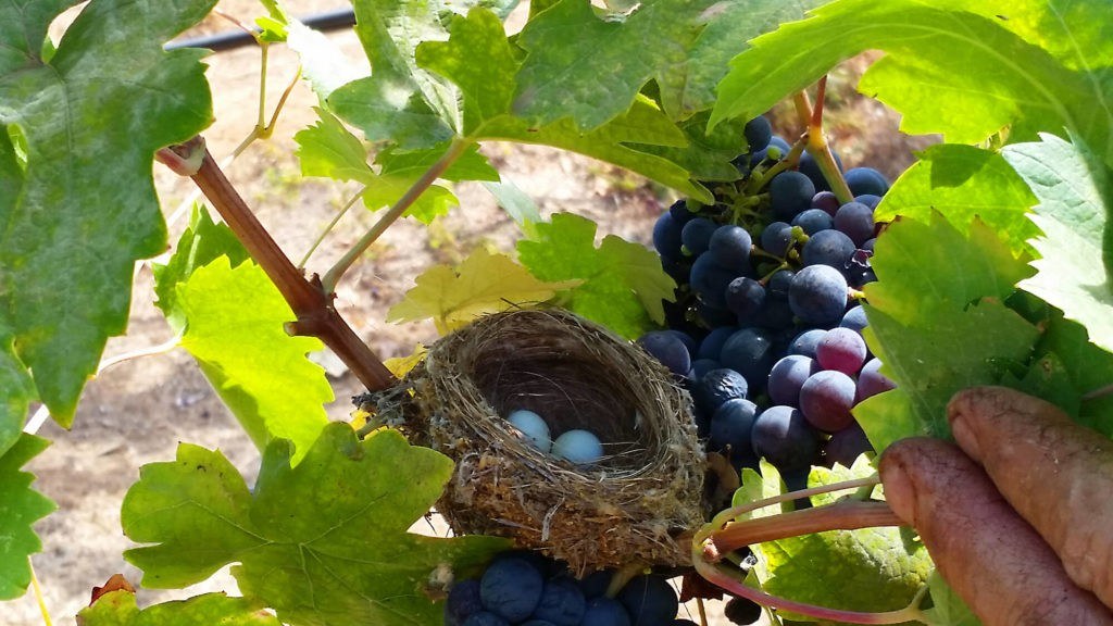 Pecota Vineyard and Winery, LLC